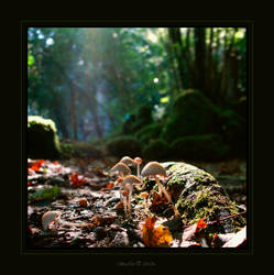 Little mushrooms by MewSa