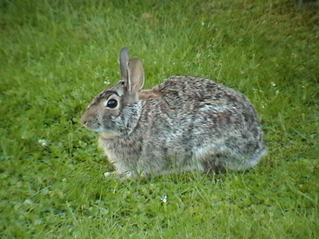 Wild Rabbit by ariastrife