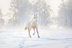 Winter winds II by attlid