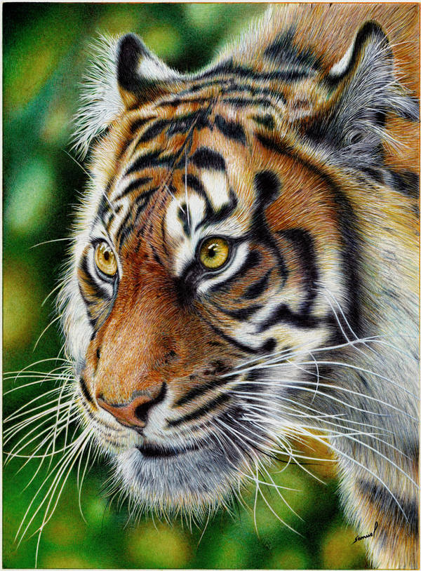 Glancing Tiger - Ballpoint Pen by VianaArts
