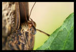 Lepidopteran Portraiture I by Undercover-Superhero