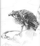 Brown Falcon Grows Up by suchomimus