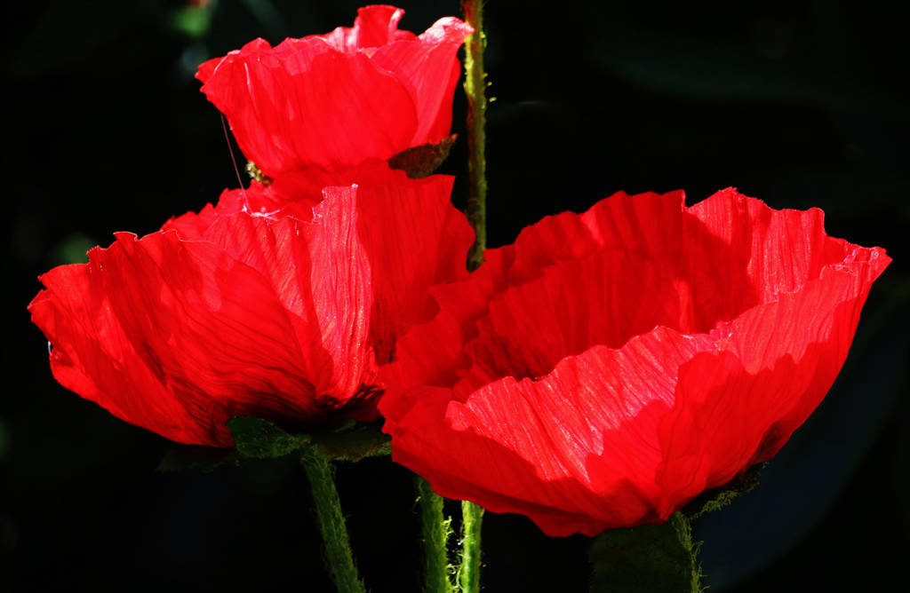 red poppy by Dieffi red poppy by Dieffi