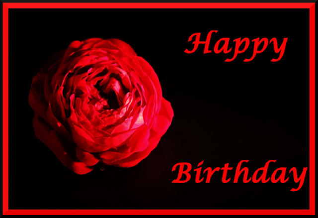 a rose for a birthday by Dieffi