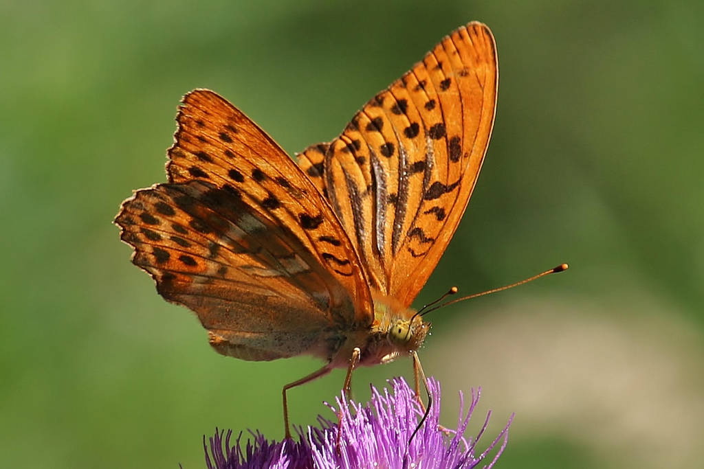 Daily butterfly 6 by Dieffi Daily butterfly 6 by Dieffi