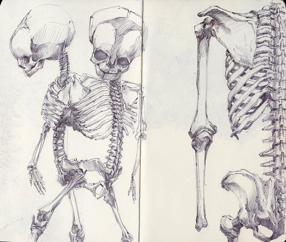 Siamese Twin Fetal Skeleton by SketchbookNoir
