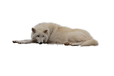 Laying White Wolf PNG by RAYNExstorm