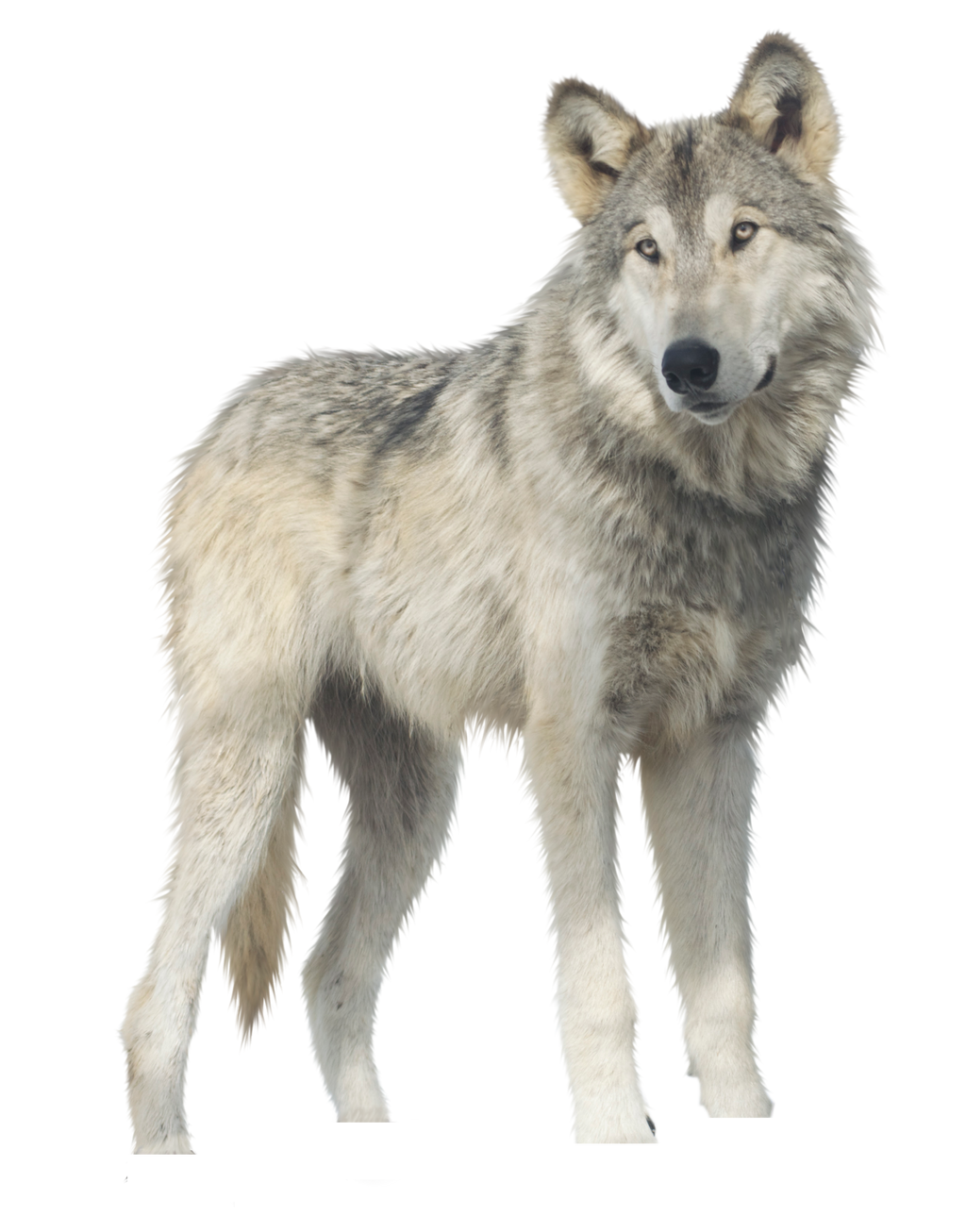 Jericho, Wolf PNG by RAYNExstorm