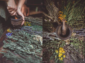 Le plaidoyer pour l'herboriste by Julieoftheworldtree Le plaidoyer pour l'herboriste by Julieoftheworldtree
