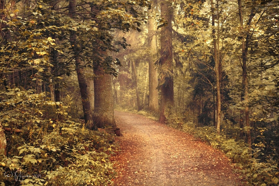 Last Autumn by Pajunen