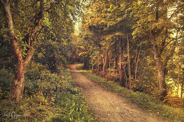 The path we once walked by Pajunen