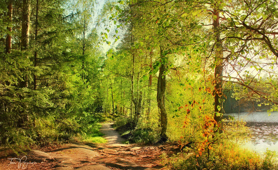 Late Summer by Pajunen