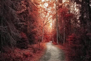 Such a lonely day by Pajunen Such a lonely day by Pajunen