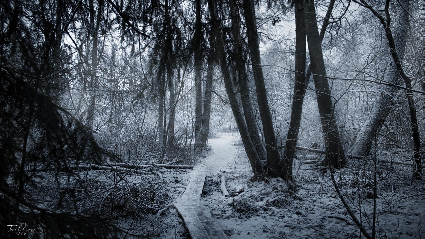 The Edge of the Forest by Pajunen
