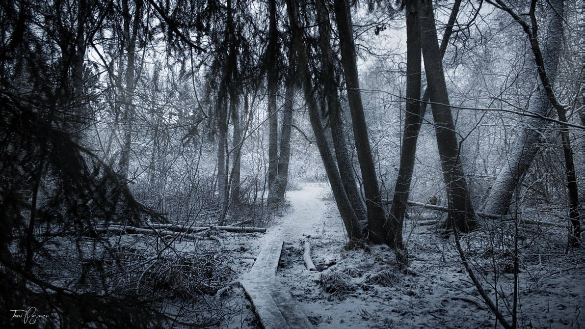 The Edge of the Forest by Pajunen