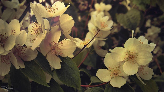 July Blossoms by Pajunen