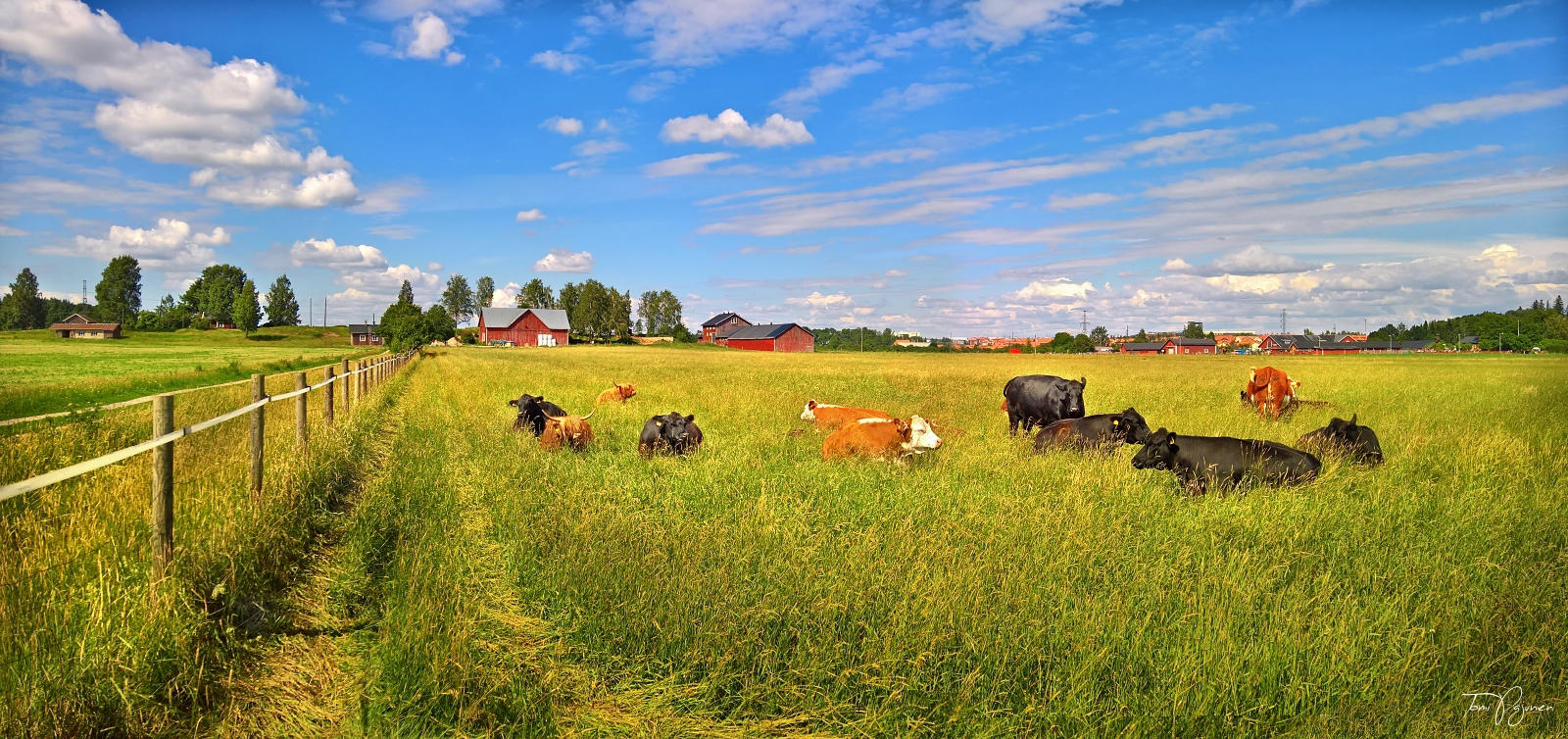 Cows in the pasture by Pajunen