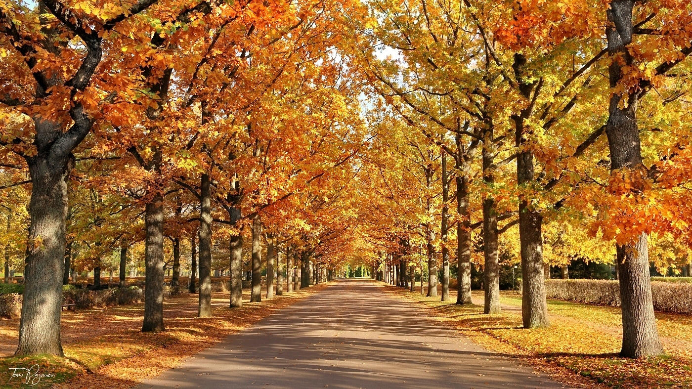 Autumn Road by Pajunen