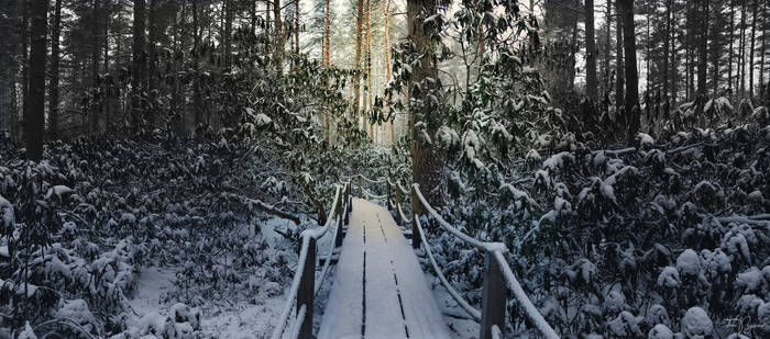 Rhododendron park in winter II by Pajunen