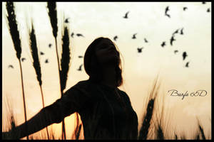 Freedom by rahulbarfa