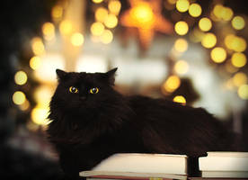 Christmas lights by Thunderi