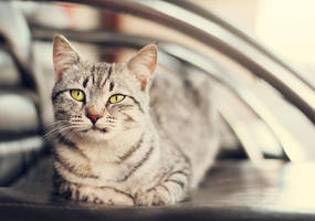 Untitled by Thunderi