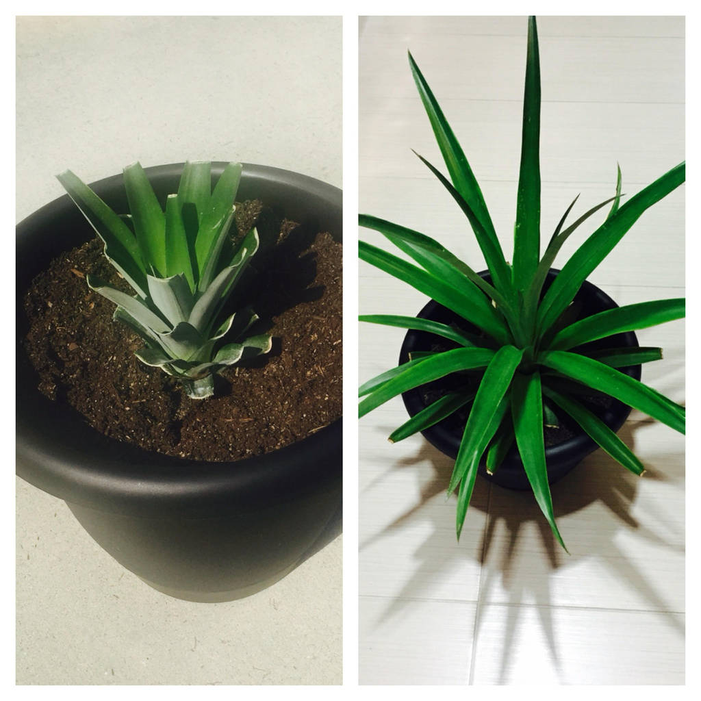 Growing a Pineapple by Heidi