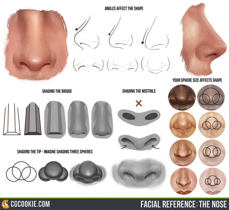 Facial Reference: The Nose by CGCookie