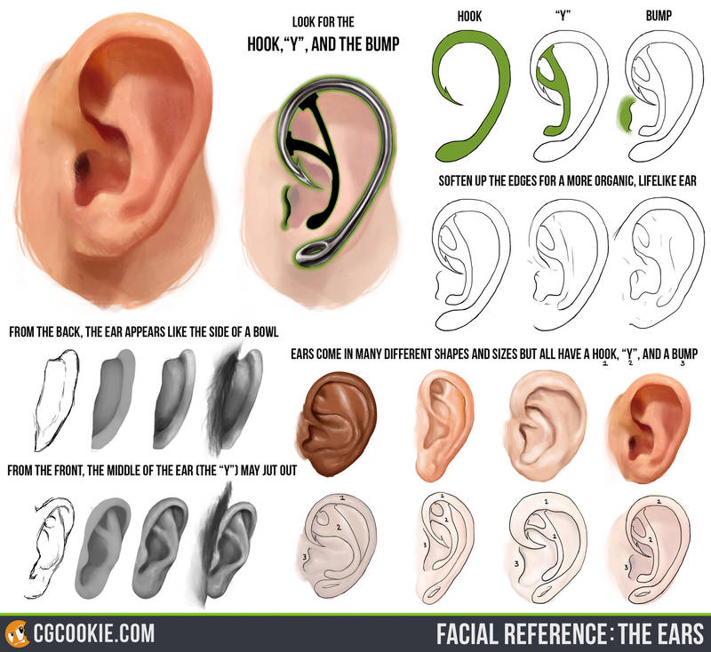 Facial Reference: The Ears by CGCookie