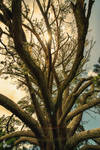 Tree of Life by ImaginariumBlahnik