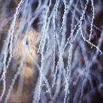Winter Kiss IX by JoannaRzeznikowska