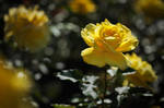 yellow queen III by JoannaRzeznikowska