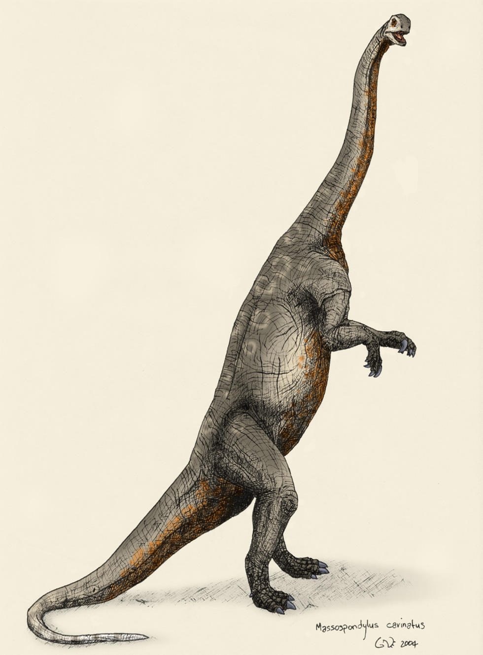 Massospondylus carinatus by commander-salamander