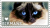 I love Birmans by WishmasterAlchemist