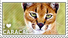 I love Caracals by WishmasterAlchemist