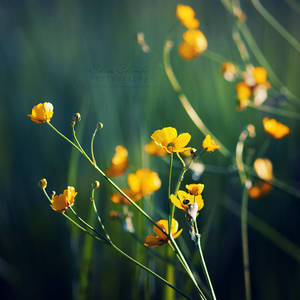 Scattered by WishmasterAlchemist Scattered by WishmasterAlchemist