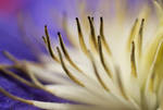 Softly Sway by Jenni77