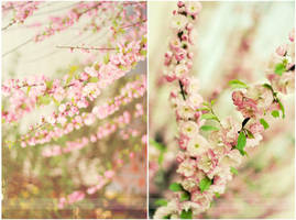 Vanilla blossom by Strawberry-Mood