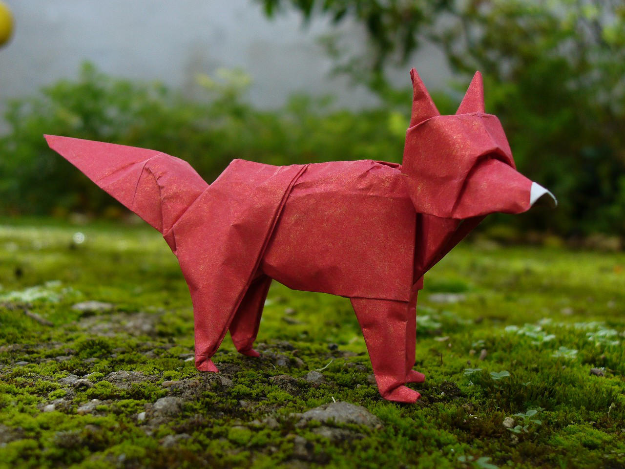 Fox or Zorro by Figuer