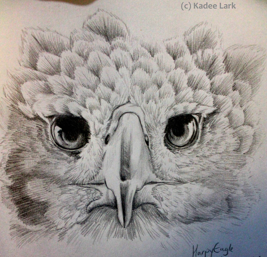 Harpy eagle pencil sketch by kadeelark