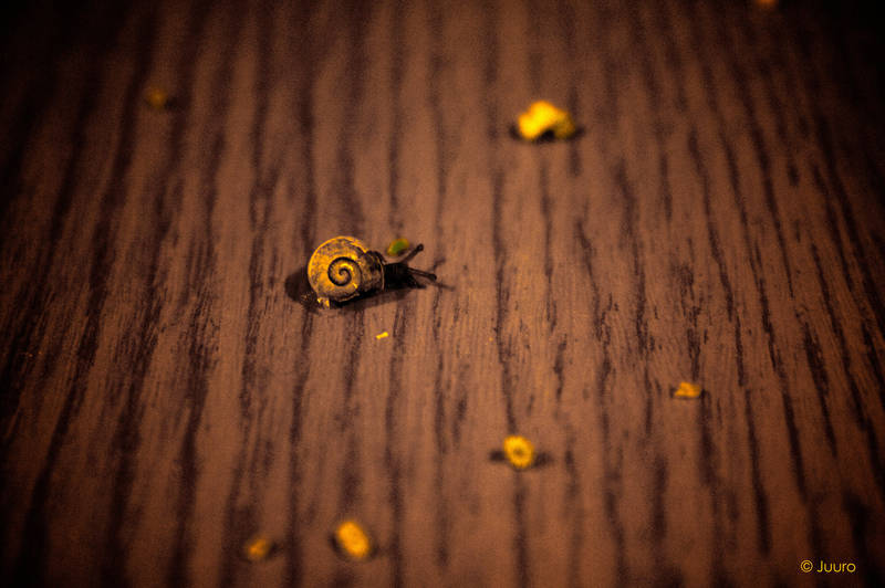 Suicide Snail by Juuro