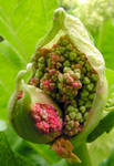 Opening Rhubarb Bud by JocelyneR