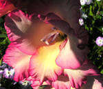 Pink and Yellow Gladiolus by JocelyneR