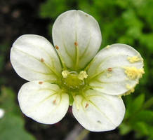 Pollen on a Tiny Flower by JocelyneR