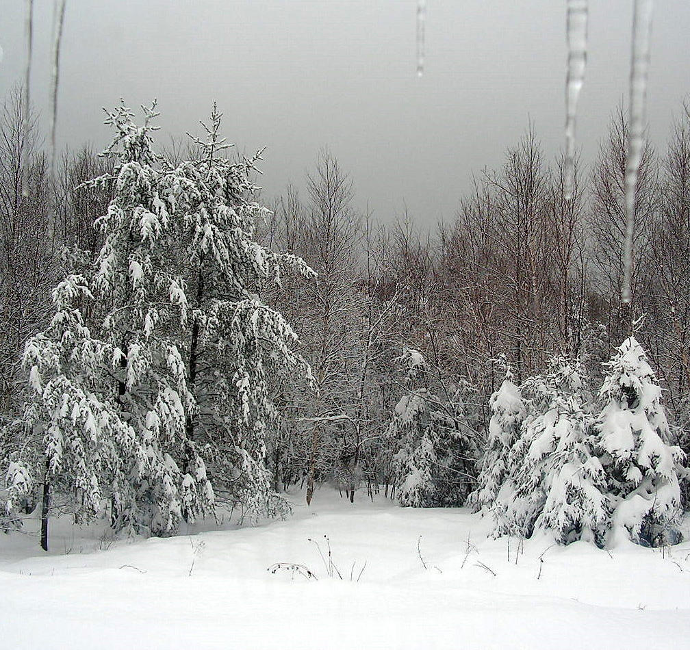 The Backyard in Winter by JocelyneR