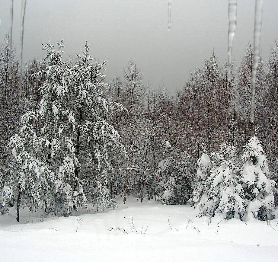 The Backyard in Winter by JocelyneR