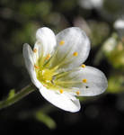 Juicy Tiny Flower by JocelyneR
