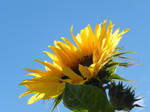Ode to the Sun by JocelyneR