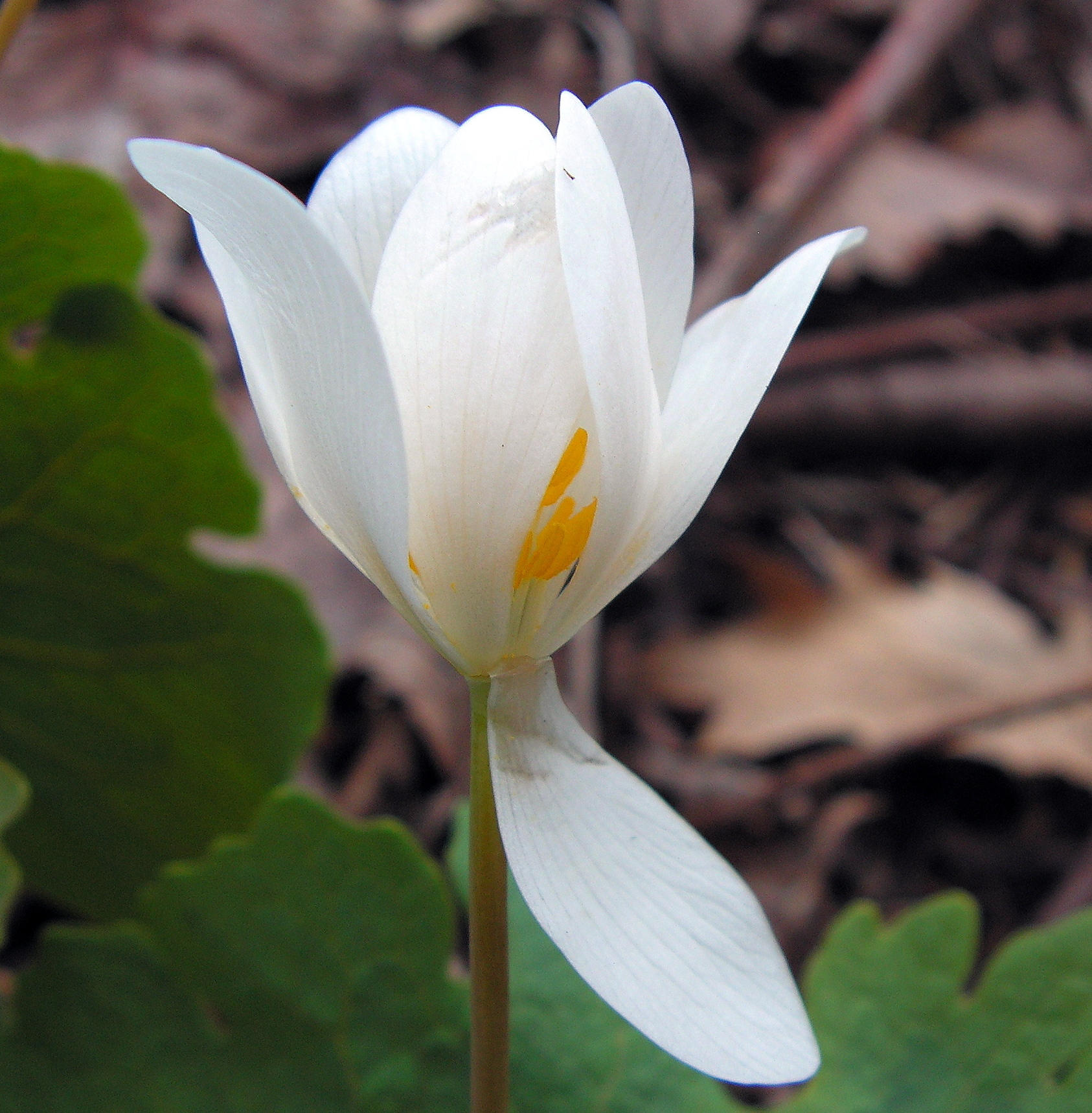 Little Flower Under the Trees by JocelyneR