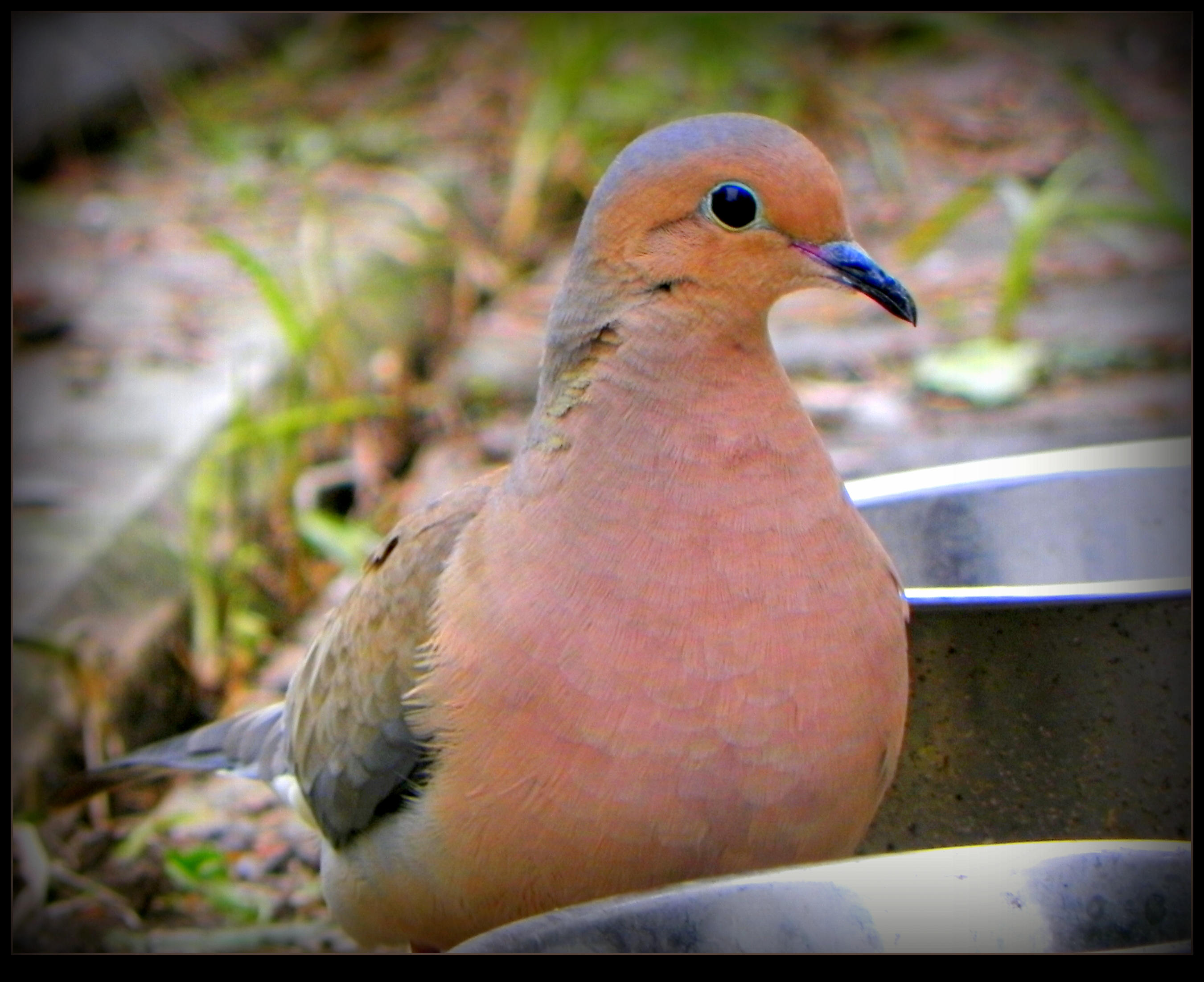 Mourning Dove Lonely by JocelyneR